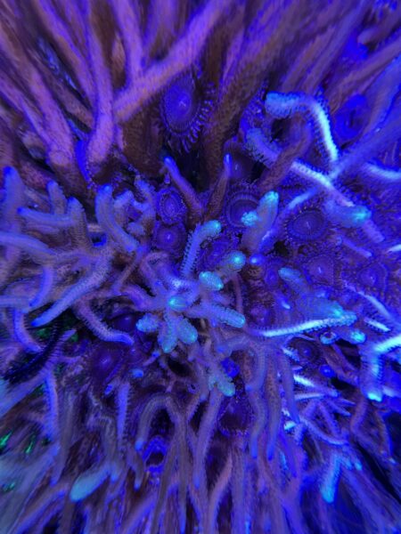 viewing-glass-reef-aquarium-photography-glass