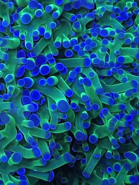 viewing-glass-reef-aquarium-photography-glass