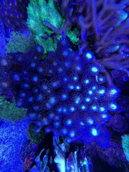 viewing-glass-reef-aquarium-photography-glass