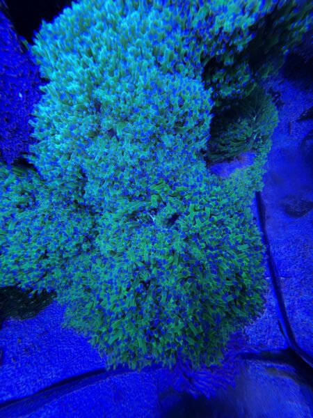 viewing-glass-reef-aquarium-photography-glass