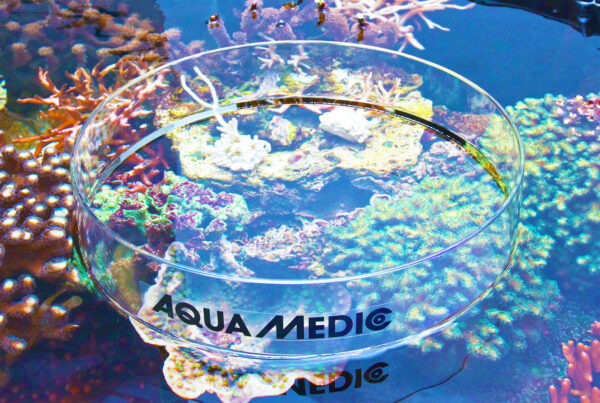 viewing-glass-reef-aquarium-photography-glass